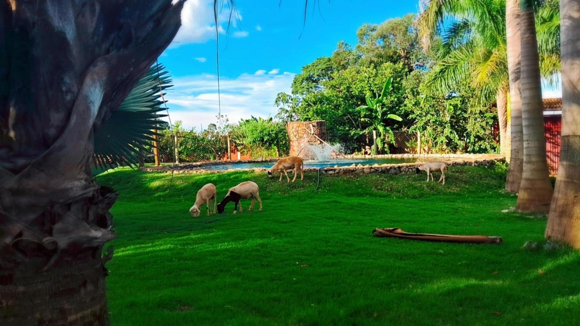 Pousada Cafe Da Roca Campos Gerais Екстериор снимка